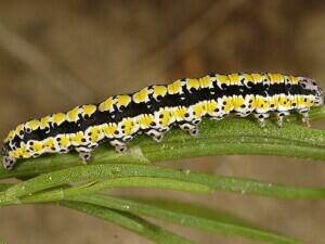 Sympistis perscripta