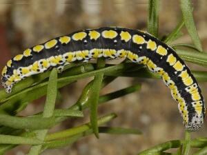 Sympistis perscripta