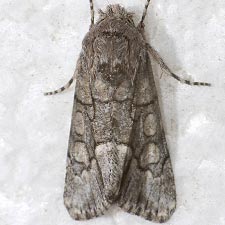 Poolea grandimacula