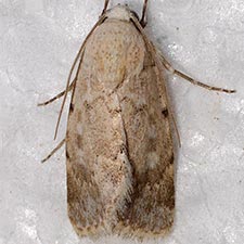 Leucocnemis perfundis