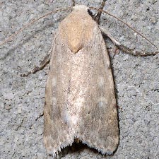 Leucocnemis perfundis
