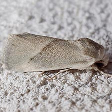 Leucocnemis nivalis