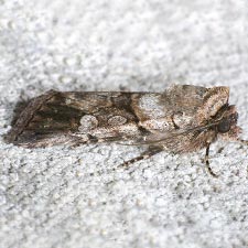 Sympistis apis