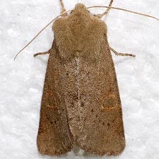 Orthosia annulimacula
