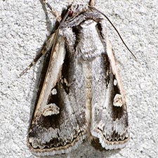 Dichagyris arabella