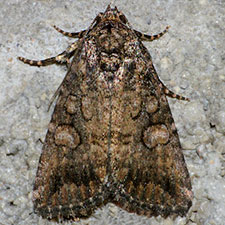 Diastema chuza