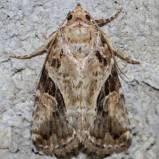 Diastema nr. morata