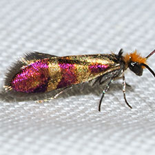 Neocrania bifasciata