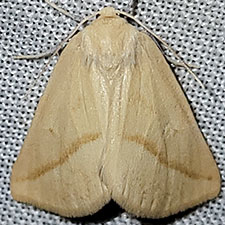 Sicyopsis blanchardata