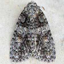 Acronicta cryptica