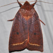Epiglaea apiata