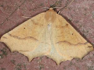 Prochoerodes truxaliata
