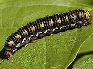 Basilodes pepita