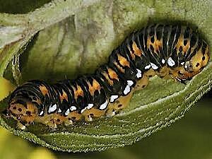 Basilodes pepita