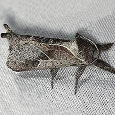 Givira lucretia