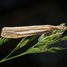 Crambus sargentellus
