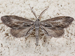 Glaucina dispersa