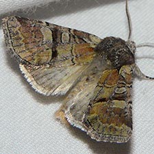 Brachylomia elda