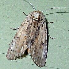 Spodoptera eridania