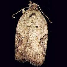 Acleris cornana