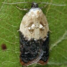 Acleris variegana