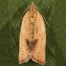 Argyrotaenia franciscana