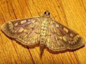 Herpetogramma thestealis