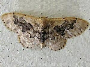 Idaea occidentaria