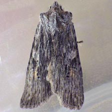 Lithophane contenta