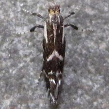 Parornix spiraeifoliella