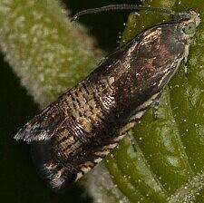 Ephippiphora angleseana
