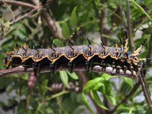 Citheronia splendens