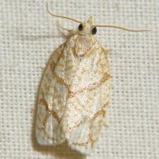 Argyrotaenia quercifoliana
