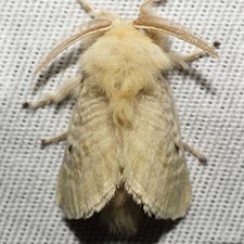Megalopyge immaculata