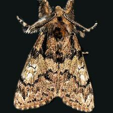 Dasychira pinicola
