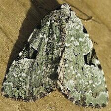 Leuconycta diphteroides