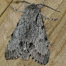 Acronicta lepusculina