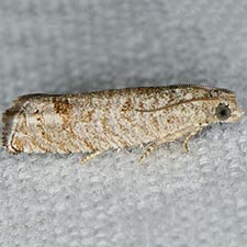 Eucosma baggetti