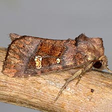 Parapamea buffaloensis