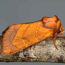 Papaipema speciosissima