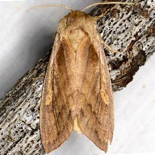 Bellura anoa