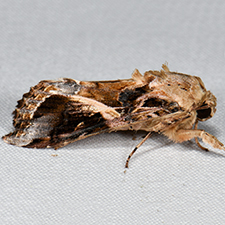 Spodoptera androgea