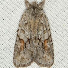 Lithophane abita