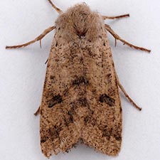 Orthosia pacifica