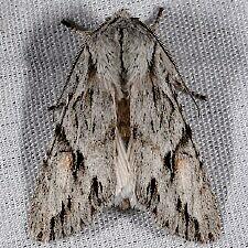 Egira crucialis