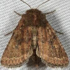 Pseudorthodes irrorata