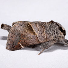 Clostera ornata