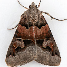 Drasteria fumosa