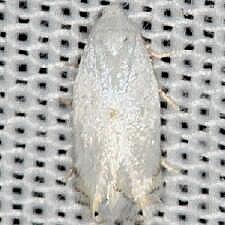 Pseudopostega quadristrigella