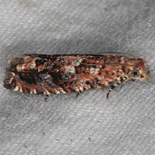 Epiblema glaseri